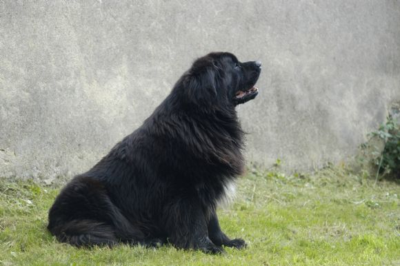 R Zorba Maximus v. Tiroca (08-03-2006)